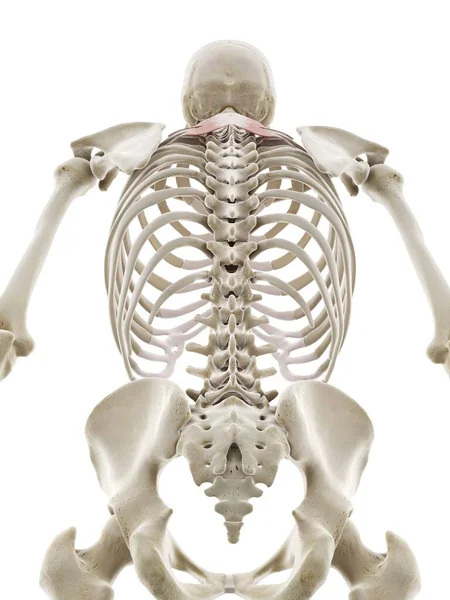 Serratus Achterste Superieure Spier Computer Illustratie — Stockfoto