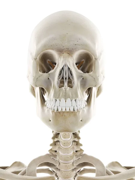 Skeletal Κεφάλι Εικονογράφηση Υπολογιστή — Φωτογραφία Αρχείου