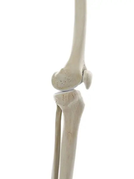 Skeletal Knee Computer Illustration — Stock Photo, Image
