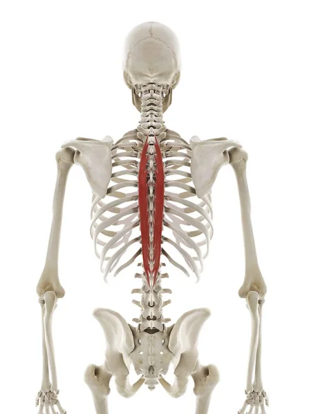 脊柱胸肌 计算机图解 — 图库照片