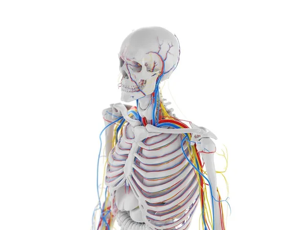 Anatomia Vascular Nervosa Cabeça Ilustração Computacional — Fotografia de Stock