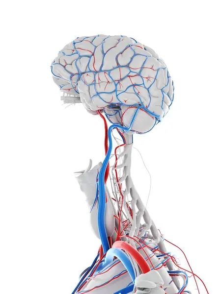 Sistema Vascolare Del Cervello Illustrazione Del Computer — Foto Stock