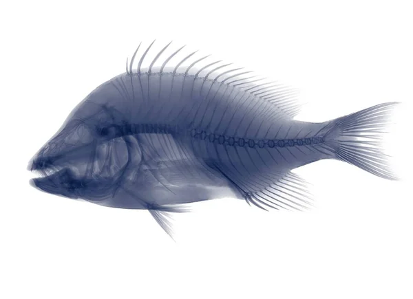 Tilapia Vis Röntgenfoto — Stockfoto