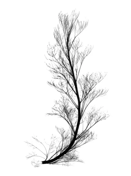 Achillea Pflanze Röntgenbild — Stockfoto
