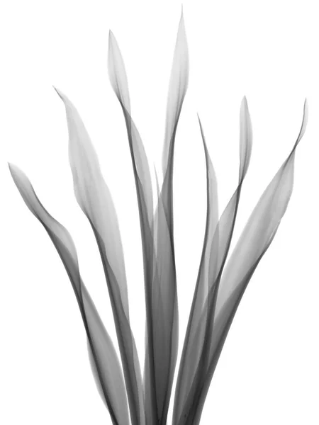 Langue Belle Mère Sansevieria Trifasciata Radiographie — Photo