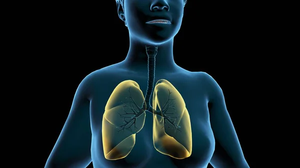 女性肺 3D插图 — 图库照片