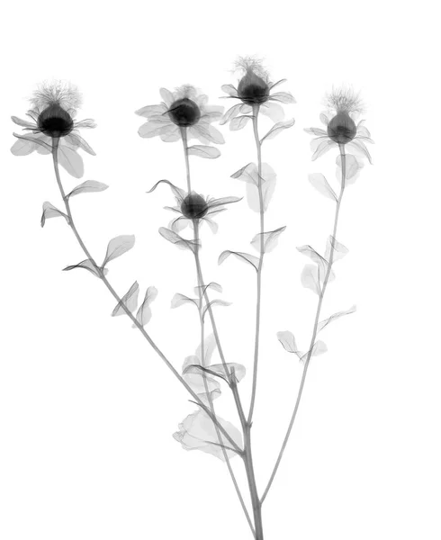 Растение Картамуса Рентгеновское — стоковое фото