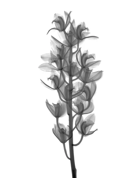 Orchidee Cymbidium Röntgen — Stockfoto