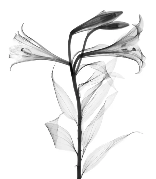 Lys Lilium Longiflorum Radiographie — Photo