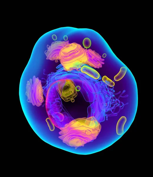 Структура Тваринний клітинок — стокове фото