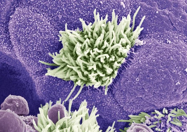 Подкладка трахеи (трахеи), цветной сканирующий электронный микрограф (SEM) ). — стоковое фото