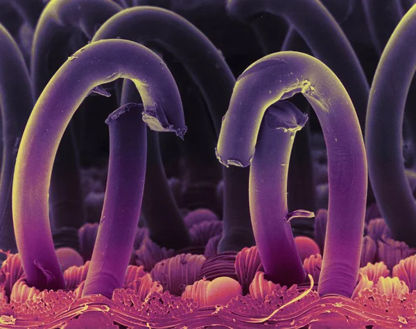 Micrografo elettronico a scansione colorata (SEM) di ganci da una chiusura a ganci e passanti, un materiale a due fogli utilizzato per fissare vestiti e altri tessuti . — Foto stock