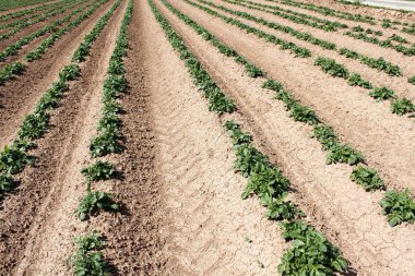 Tarım üretim manzara