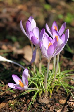 Landwirtschaft Produktion Landschaft