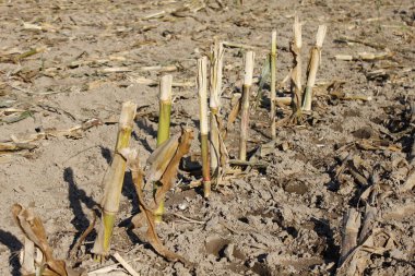 Landwirtschaft Produktion Landschaft