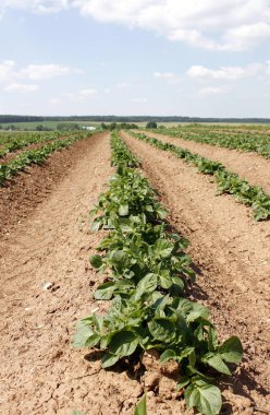 Landwirtschaft Produktion Landschaft