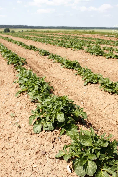 Landwirtschaft Produktion Landschaft