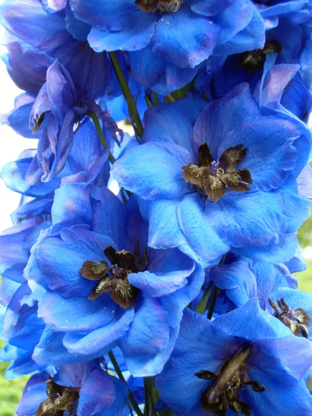 Mavi çiçek doğası — Stok fotoğraf