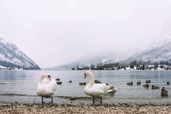 Swan Couple Amazing Scenery — Stock Photo, Image