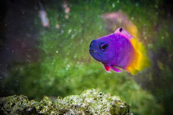 Balık Royal Gramma Basslet
