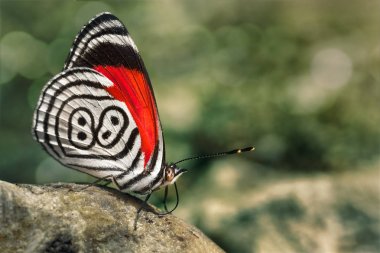 88 olarak da adlandırılır diaethria kelebek