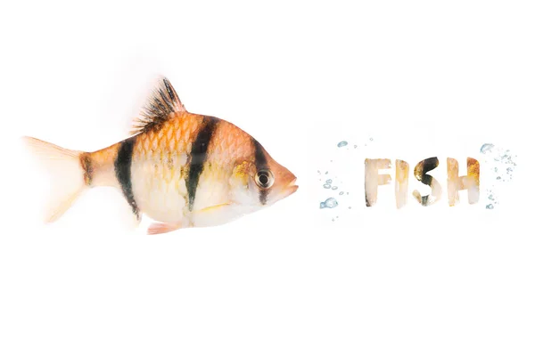 Akvarijní ryby izolované na bílém — Stock fotografie