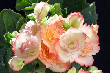 Begonya bir renkli çiçek süs bitkisidir.