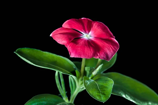Nauwe tot bloemen en planten van roze blured groen — Stockfoto