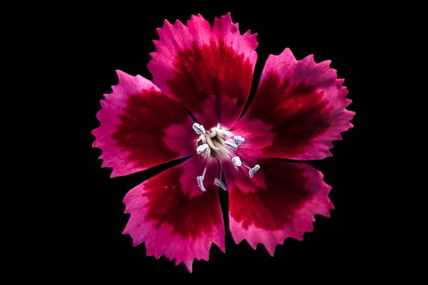 Cravina dianthus chinensis Flores — Fotografia de Stock