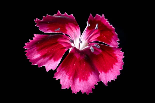 Cravina dianthus chinensis Flores — Fotografia de Stock