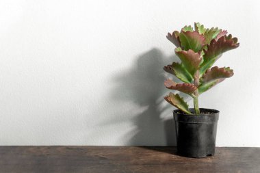 Vazodaki güzel sulu bitki beyaz arka planda izole edilmiş.