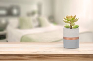 Oturma odasındaki masada vazonun üzerinde Suculent olan çimento vazosu.