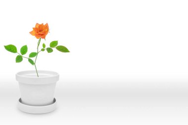 Vazodaki güzel gül bitkisi (saksı) beyaz arkaplanda izole edilmiş