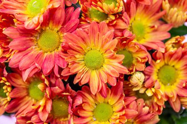 Arkaplanda Renkli Kasımpatı Çiçeği İzole Edildi.