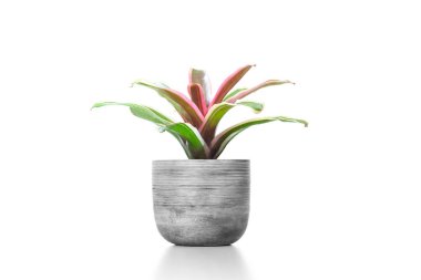 Yeşil ve kırmızı Bromeliad beyaz arkaplanda izole edildi.
