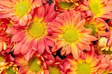 Arkaplanda Renkli Kasımpatı Çiçeği İzole Edildi.