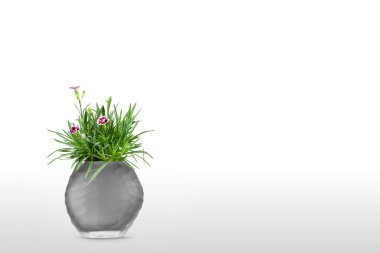 Güzel Cravina Dianthus chinensis çiçekleri (Çin Pembesi) beyaz arka planda izole edilmiş vazoda (vazo)