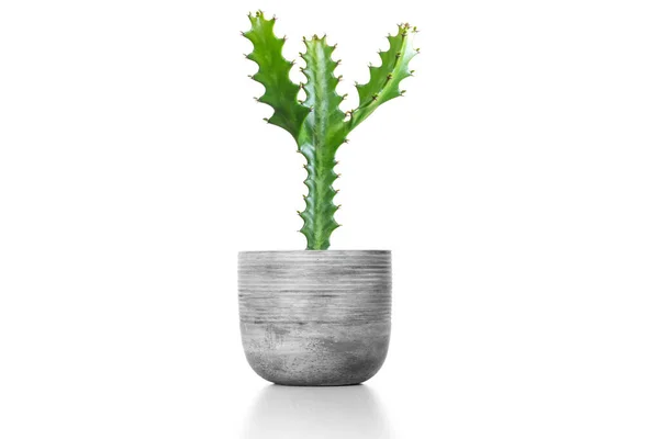 Cactus Isolated White Background Wood Table Colorful Ceramic Pot — Stock Photo, Image