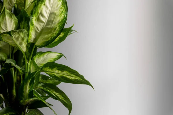 Beautiful Dieffenbachia Green Plant Day White Background — Stock Photo, Image