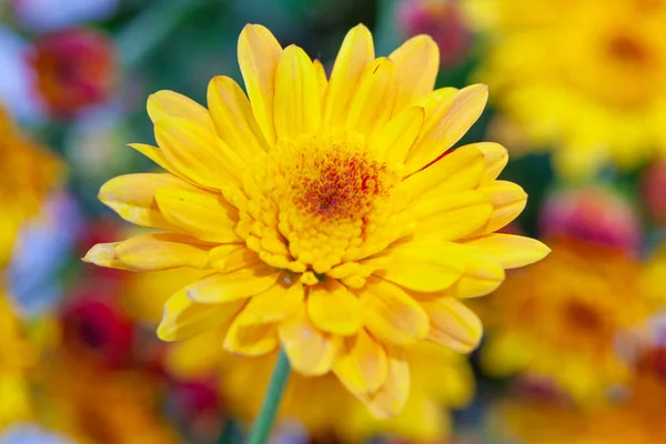 Kleur Chrysant Bloem Geïsoleerd Achtergrond — Stockfoto