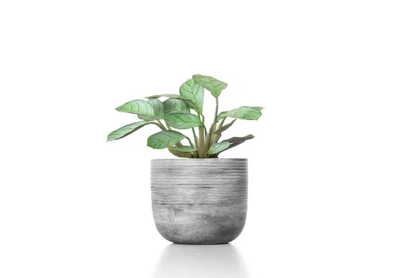 Gorgeous Houseplant Maranta Cement Vase Pot Isolated White Background — Stock Photo, Image