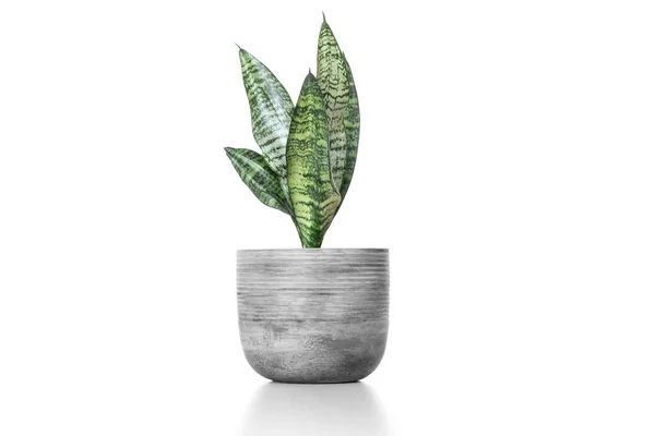 Çimento vazosundaki güzel sansevieria bitkisi beyaz masada.