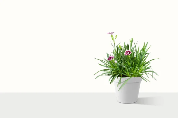 Beautiful Cravina Dianthus Chinensis Flowers China Pink Pot Vase Isolated — Stock Photo, Image