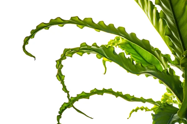 Kamerplant Asplenium Nidus Geïsoleerd Achtergrond — Stockfoto