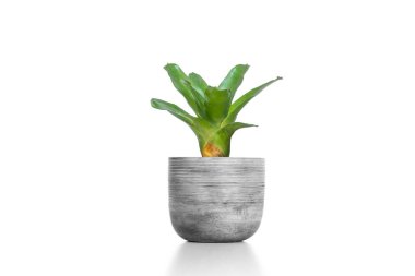 Çimento vazosundaki yeşil Bromeliad beyaz arka planda izole edilmiş..