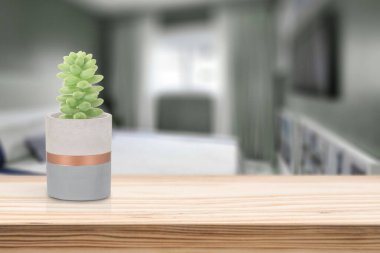 Oturma odasındaki masada vazonun üzerinde Suculent olan çimento vazosu.