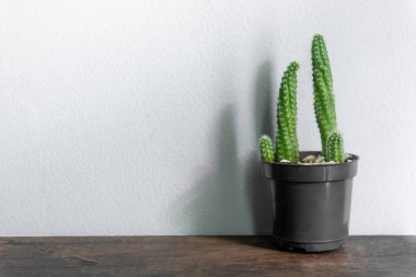 Kaktüs beyaz arka planda izole edilmiş. Renkli seramik kap.