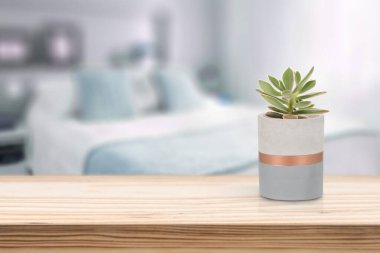 Oturma odasındaki masada vazonun üzerinde Suculent olan çimento vazosu.