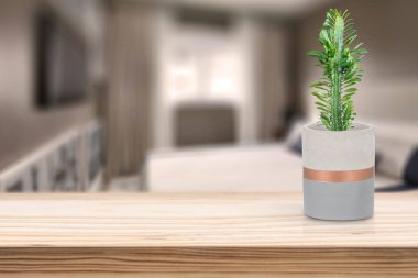 Oturma odasındaki masada vazonun üzerinde kaktüs olan çimento vazosu.