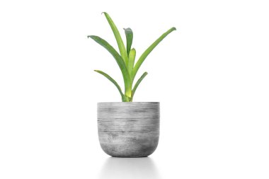 Green Bromeliad isolated on white background. clipart